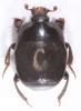 Saprinus furvus